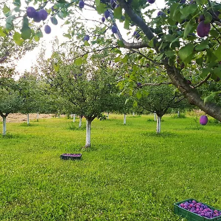 Green * Kursumlija